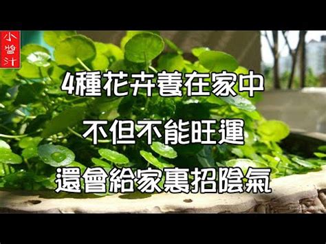 石蓮花風水|揭秘石蓮花的功效與禁忌！你不可不知的事項 